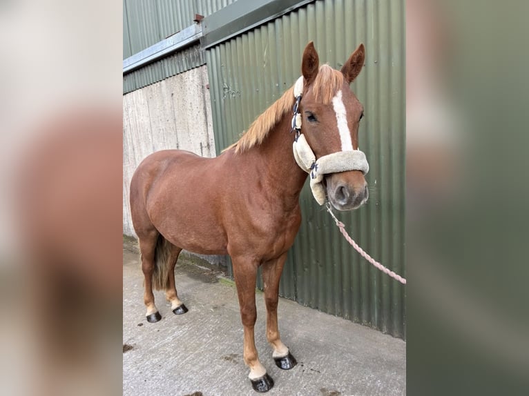 Connemara Wallach 4 Jahre 148 cm Rappschimmel in Sligo