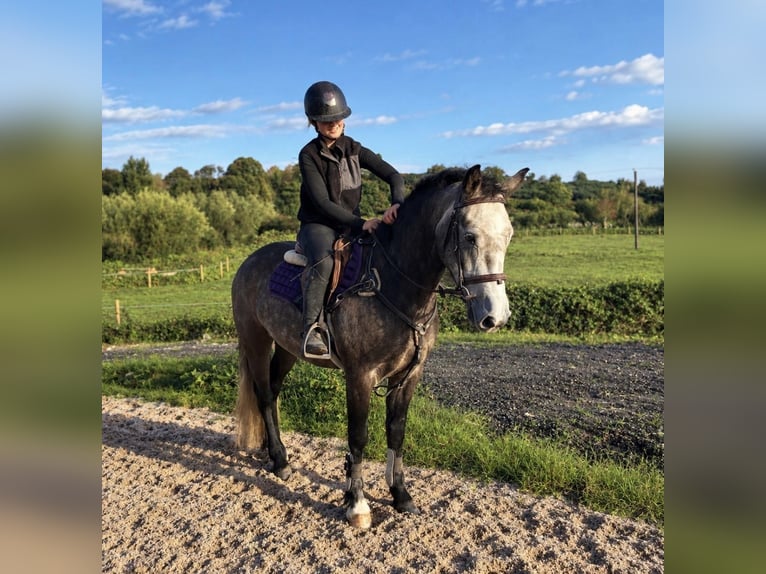 Connemara Wallach 4 Jahre 148 cm Rappschimmel in Sligo