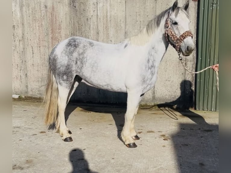 Connemara Wallach 4 Jahre 148 cm Rappschimmel in Sligo