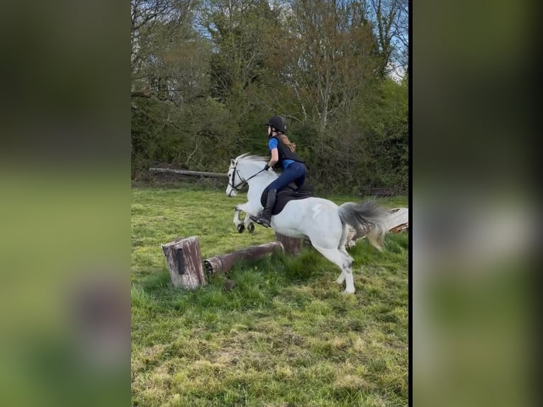 Connemara Wallach 4 Jahre 148 cm Schimmel in Dublin