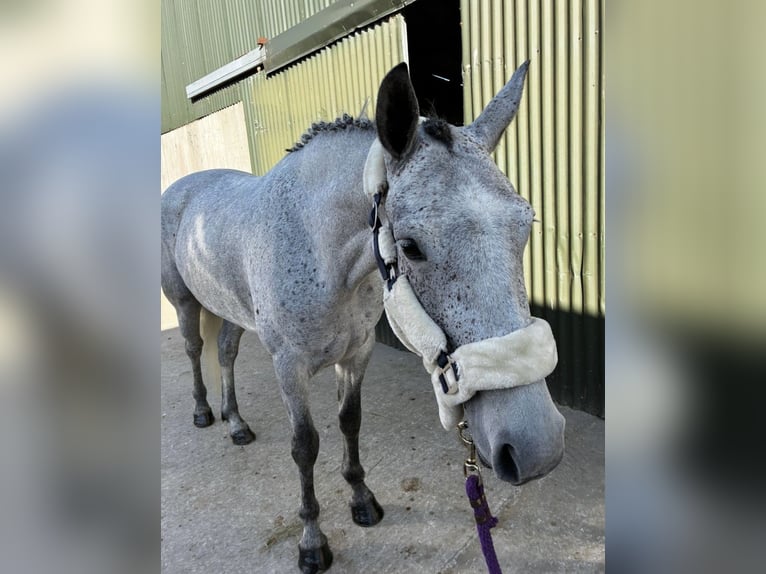 Connemara Wallach 4 Jahre 148 cm Schimmel in Sligo