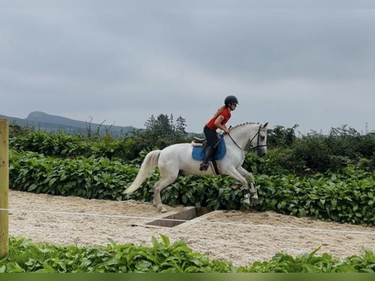 Connemara Wallach 4 Jahre 148 cm Schimmel in Sligo