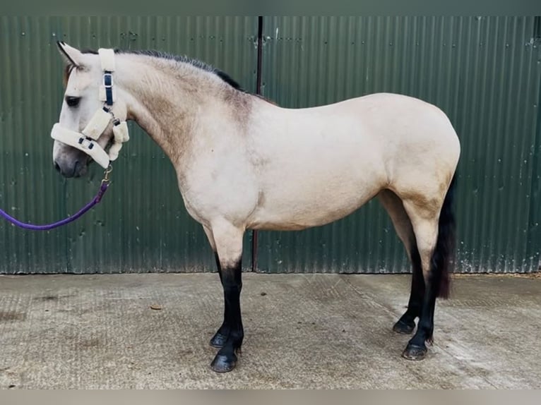 Connemara Wallach 4 Jahre 148 cm Schimmel in Sligo