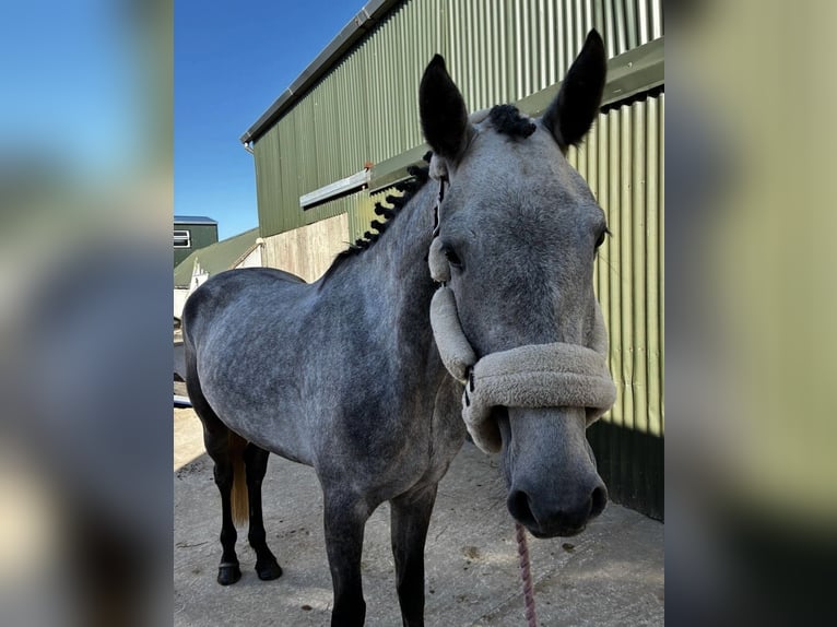 Connemara Wallach 4 Jahre 148 cm Schimmel in Sligo