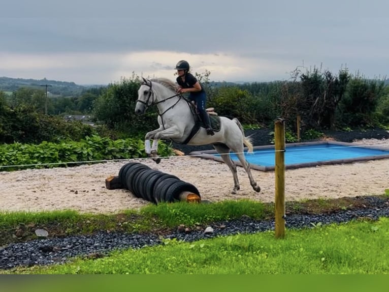 Connemara Wallach 4 Jahre 148 cm Schimmel in Sligo