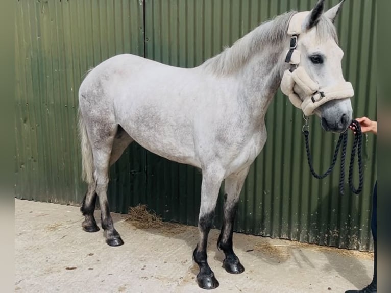 Connemara Wallach 4 Jahre 148 cm Schimmel in Sligo