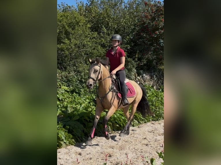 Connemara Wallach 4 Jahre 148 cm Schimmel in Sligo