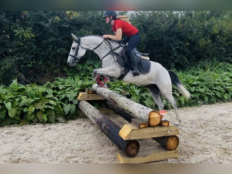 Connemara Wallach 4 Jahre 148 cm Schimmel in Sligo