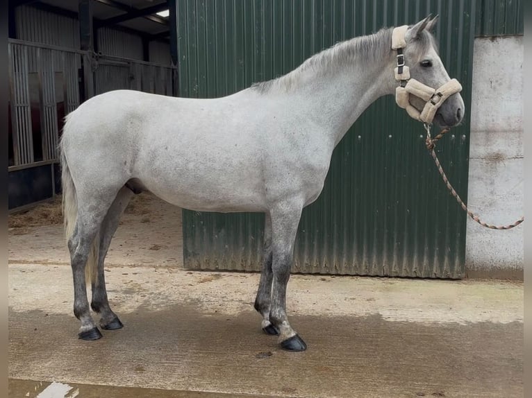Connemara Wallach 4 Jahre 148 cm Schimmel in Sligo