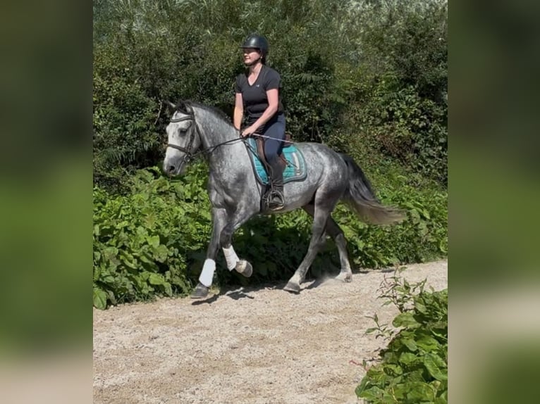 Connemara Wallach 4 Jahre 148 cm Schimmel in Sligo