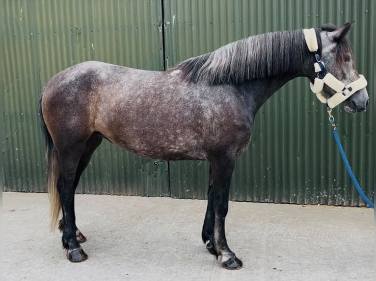 Connemara Wallach 4 Jahre 148 cm Schimmel in Sligo