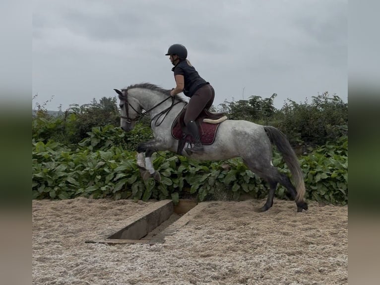 Connemara Wallach 4 Jahre 148 cm Schimmel in Sligo