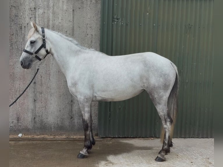 Connemara Wallach 4 Jahre 148 cm Schimmel in Sligo