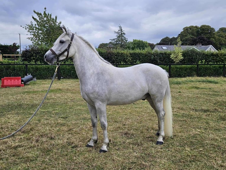 Connemara Wallach 4 Jahre 148 cm Schimmel in Münster