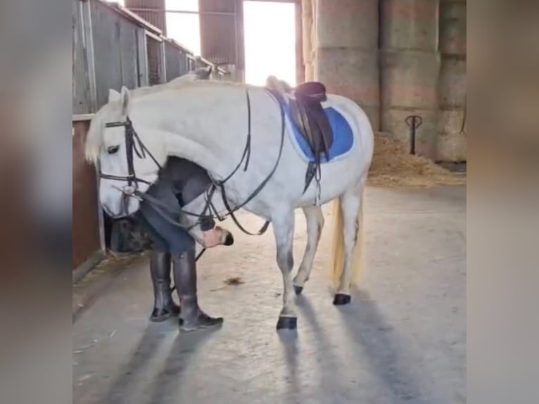 Connemara Wallach 4 Jahre 148 cm Schimmel in Münster
