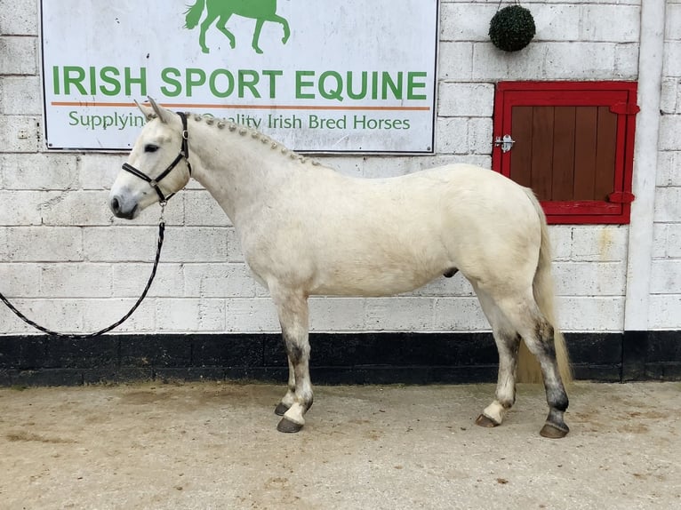 Connemara Wallach 4 Jahre 148 cm Schimmel in Laois