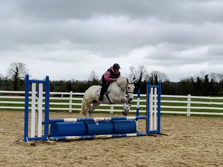 Connemara Wallach 4 Jahre 148 cm Schimmel in Laois