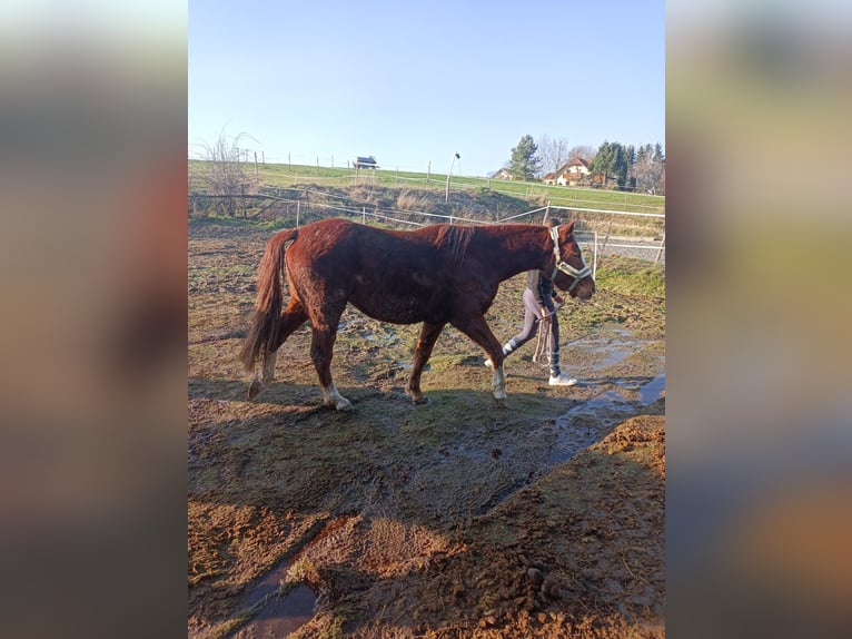 Connemara Mix Wallach 4 Jahre 151 cm Fuchs in Fischbach