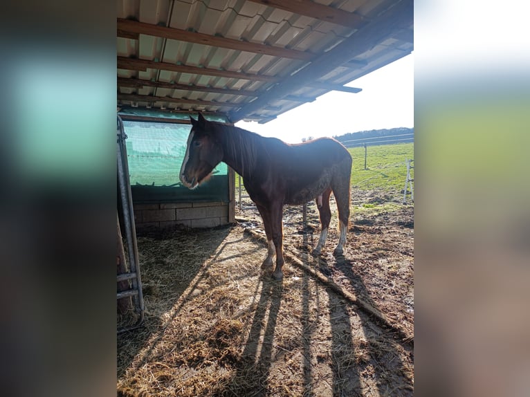 Connemara Mix Wallach 4 Jahre 151 cm Fuchs in Fischbach