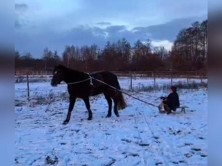 Connemara Wallach 4 Jahre 152 cm Apfelschimmel in Burgdorf