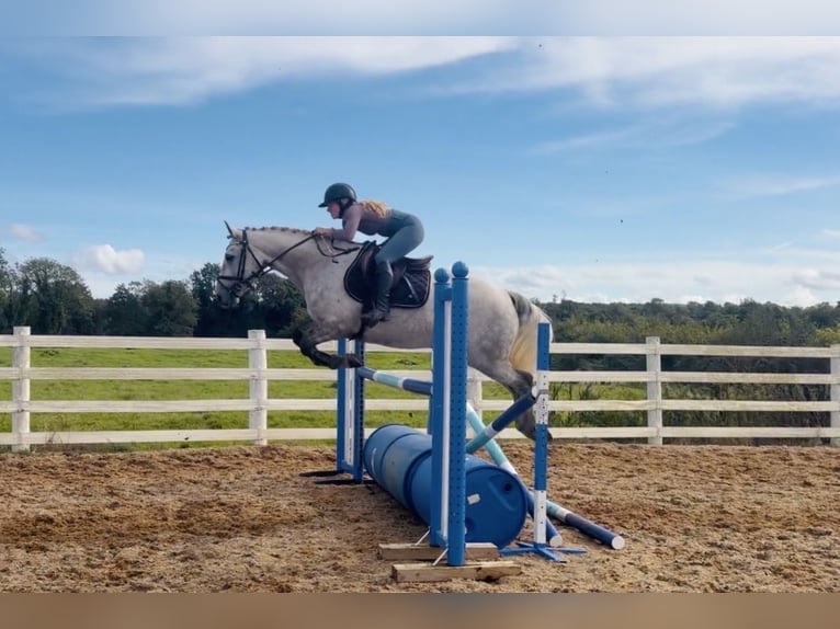 Connemara Wallach 4 Jahre 152 cm Apfelschimmel in Mountrath, Co. Laois