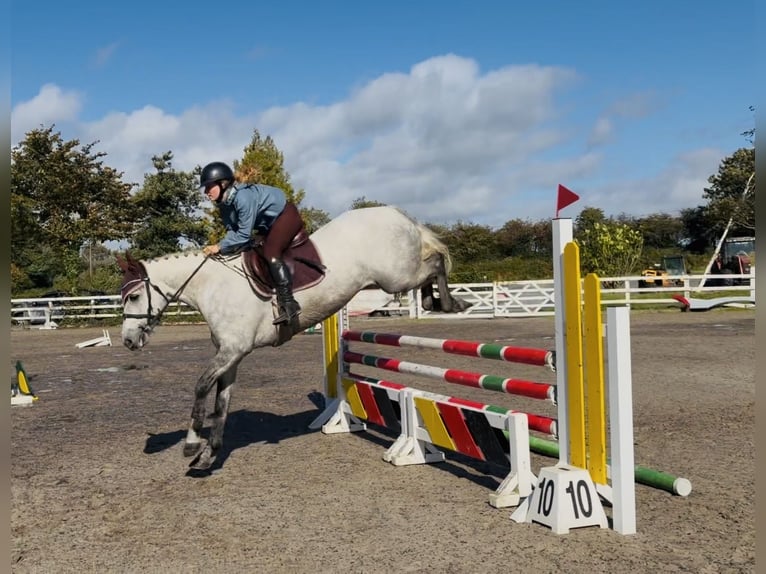 Connemara Wallach 4 Jahre 152 cm Apfelschimmel in Mountrath, Co. Laois