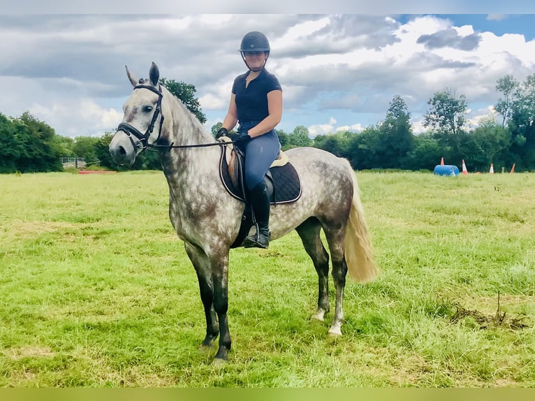 Connemara Wallach 4 Jahre 152 cm Apfelschimmel in Mountrath