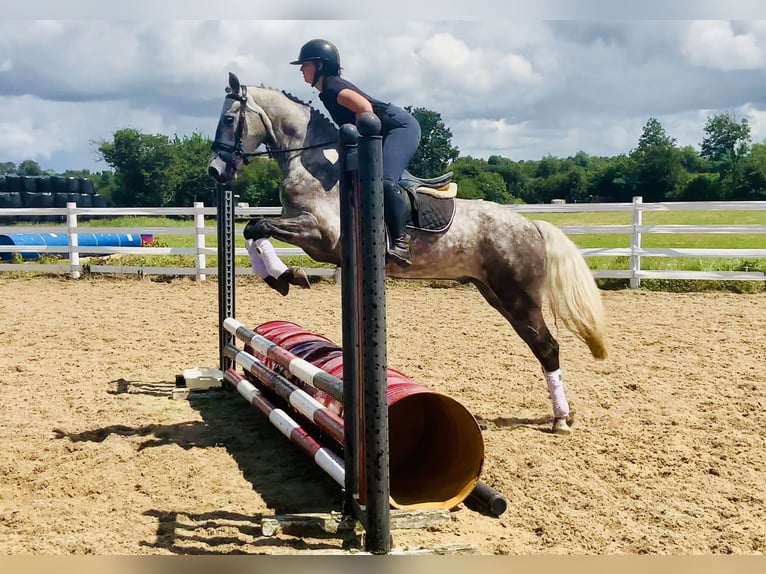 Connemara Wallach 4 Jahre 152 cm Apfelschimmel in Mountrath