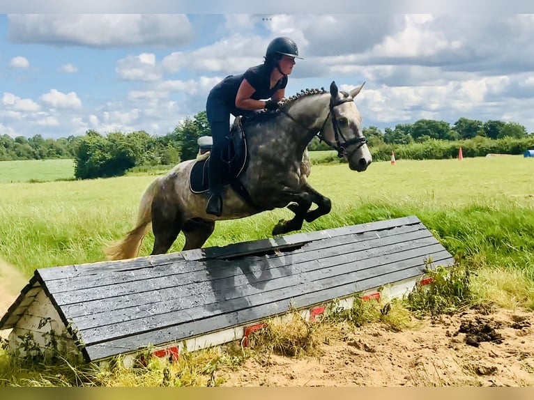 Connemara Wallach 4 Jahre 152 cm Apfelschimmel in Mountrath