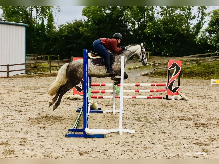 Connemara Wallach 4 Jahre 152 cm Apfelschimmel in Mountrath