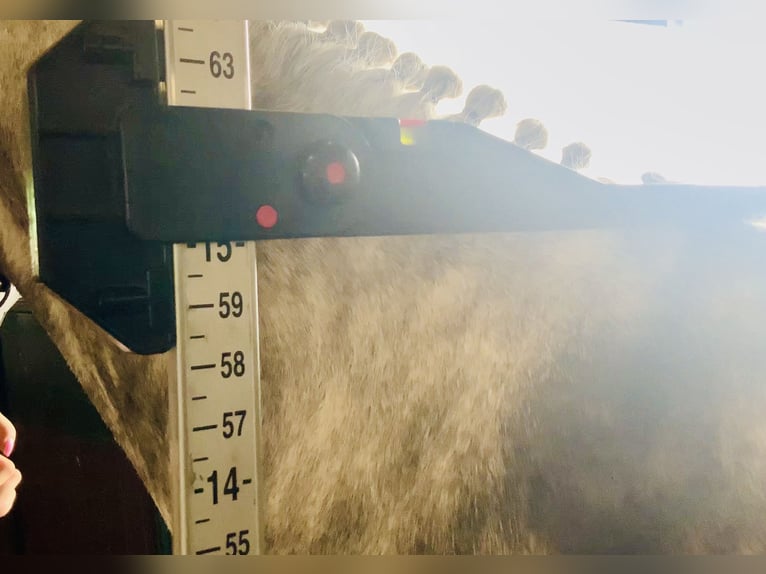 Connemara Wallach 4 Jahre 152 cm Apfelschimmel in Mountrath