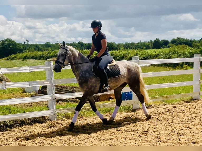 Connemara Wallach 4 Jahre 152 cm Apfelschimmel in Mountrath