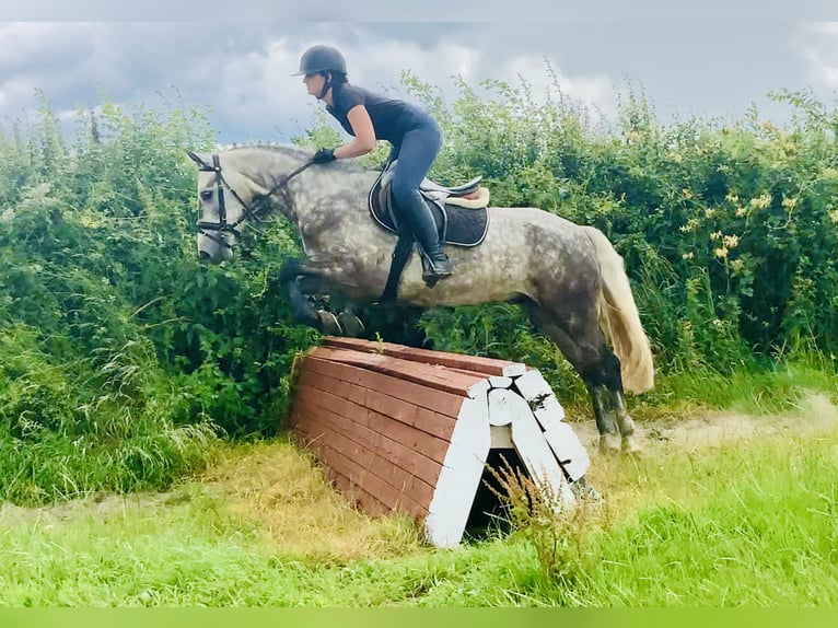 Connemara Wallach 4 Jahre 152 cm Apfelschimmel in Mountrath