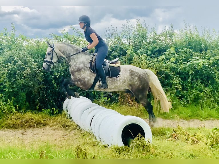 Connemara Wallach 4 Jahre 152 cm Apfelschimmel in Mountrath