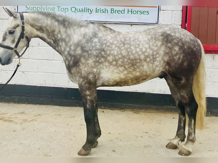 Connemara Wallach 4 Jahre 152 cm Apfelschimmel in Mountrath