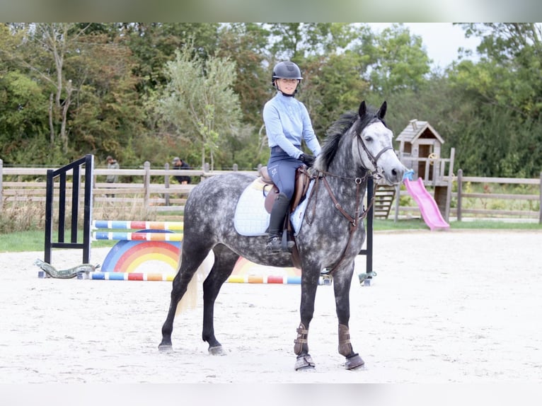 Connemara Wallach 4 Jahre 152 cm Blauschimmel in Bogaarden