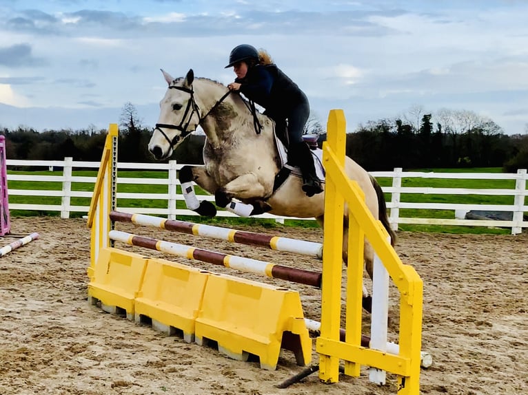 Connemara Wallach 4 Jahre 152 cm Falbe in Mountrath