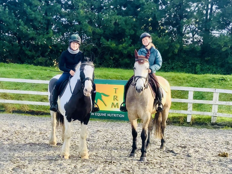 Connemara Wallach 4 Jahre 152 cm Falbe in Mountrath