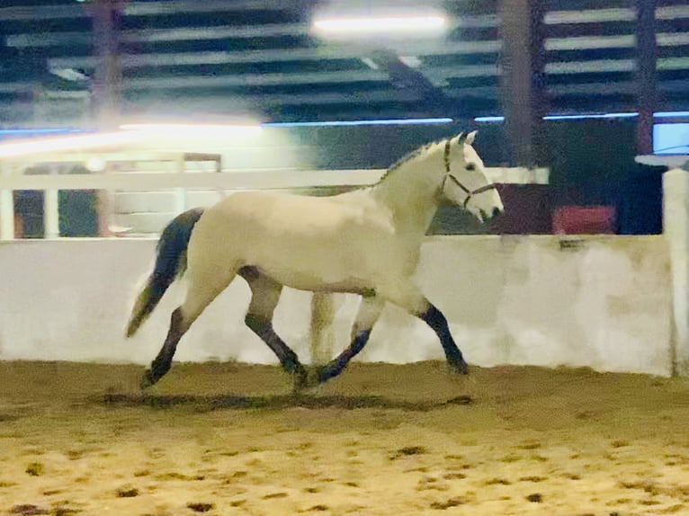 Connemara Wallach 4 Jahre 152 cm Falbe in Mountrath