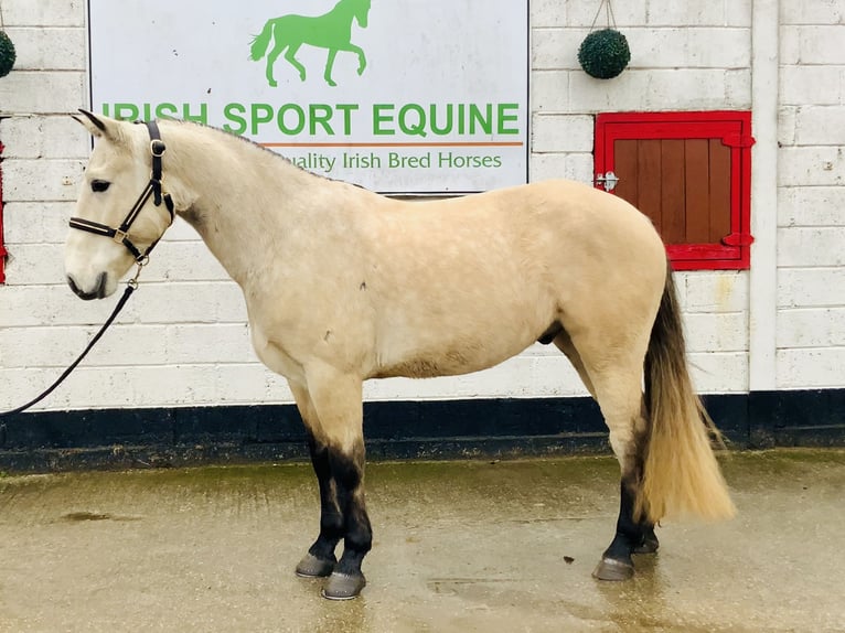 Connemara Wallach 4 Jahre 152 cm Falbe in Mountrath