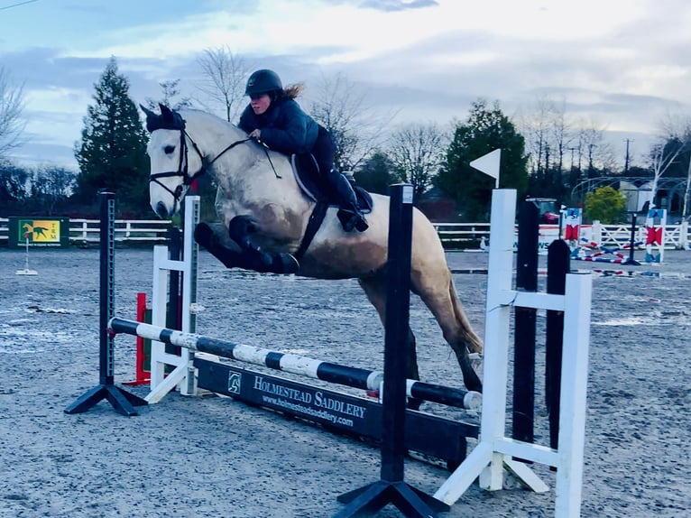 Connemara Wallach 4 Jahre 152 cm Falbe in Mountrath
