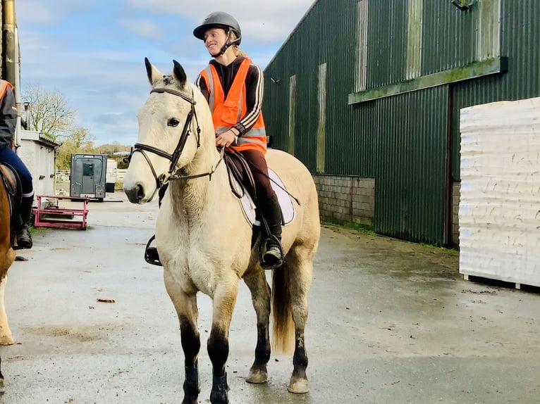 Connemara Wallach 4 Jahre 152 cm Falbe in Mountrath