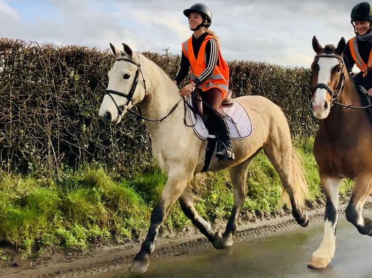 Connemara Wallach 4 Jahre 152 cm Falbe in Mountrath