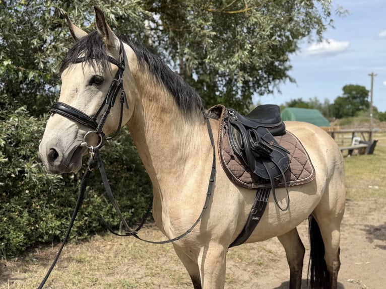 Connemara Wallach 4 Jahre 152 cm Falbe in Trebbin