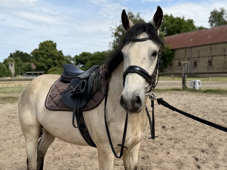 Connemara Wallach 4 Jahre 152 cm Falbe in Trebbin