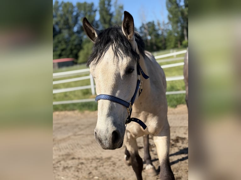 Connemara Wallach 4 Jahre 152 cm Falbe in Trebbin