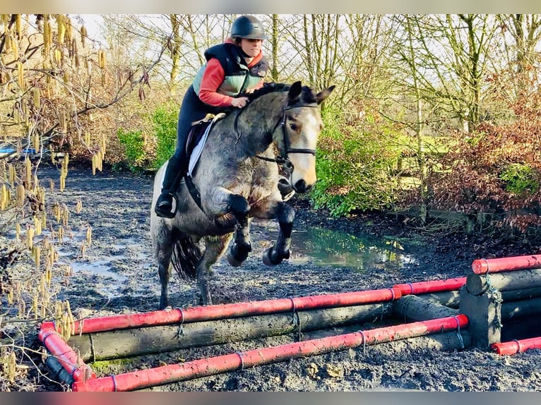 Connemara Wallach 4 Jahre 152 cm Falbe in Mountrath