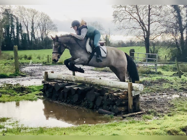 Connemara Wallach 4 Jahre 152 cm Falbe in Mountrath