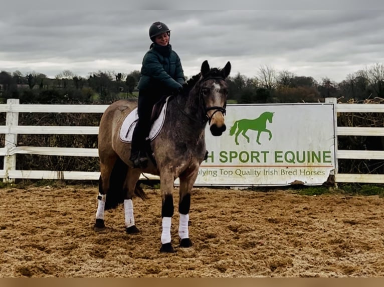 Connemara Wallach 4 Jahre 152 cm Falbe in Mountrath