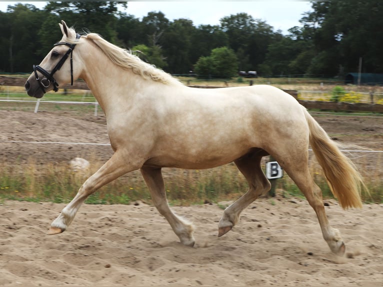 Connemara Mix Wallach 4 Jahre 152 cm Palomino in Uelsen